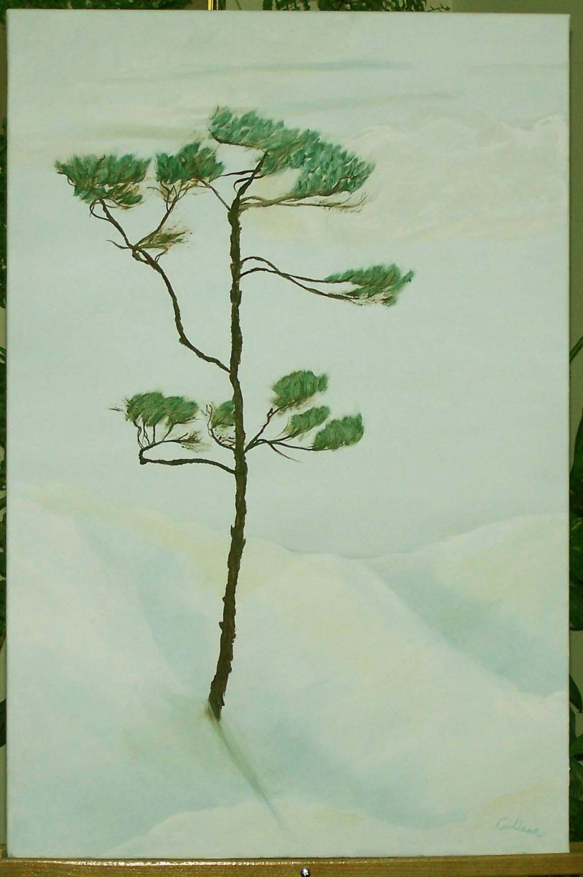 Maine Pine